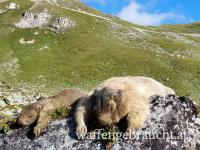 Murmelabschuss im Pinzgau