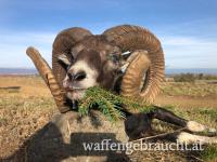 Muffelwidder im tschechischen Erzgebirge