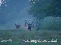 Rothirschjagd in Süd-Westungarn mit gratis Abschusshirsch