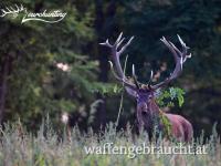 Jagd auf kapitale Hirsche in Süd-Westungarn