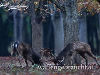 SONDERANGEBOT AUF DAMHIRSCH IN JAGDGATTER IN WESTUNGARN