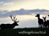 ROTHIRSCHJAGD IN WESTUNGARN IN DER NÄHE VOM PLATTENSEE