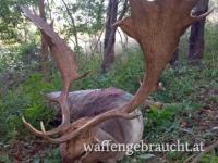 Damhirschjagd in einem erstklassigen Jagdrevier in Ungarn. Paket mit einer 4 kg Trophäe zu einem ermäßigten Preis