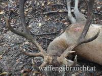 Rothirschjag und Damhirschjagd in Süd und Ostungarn für Pauschalpreis