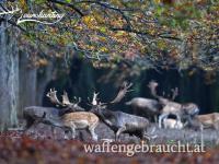 Damhirschjagd in Süd-Ostungarn mit Rabbat