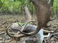 Damhirschjagd im brunft raum Plattensee