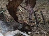 24.-27. OKTOBER 2024 JAGD AUF DAMHIRSCH IN DER TSCHECHISCHEN REPUBLIK.  MEDAILLENTROPHÄEN. SONDERANGEBOT