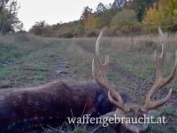 LAST-MINUTE-SONDERANGEBOT. SIKA HIRSCH. BRONZE MEDAILLE TROPHÄE