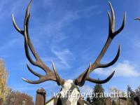 Damhirsch&Rothirsch jagd im wunderschönen Balaton-Hochland!