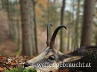 Gamsabschuss Klasse 1 in einem wunderschönen Bergrevier in OÖ zu vergeben.