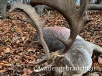 Damschauflerjagd 2025 in einem Wildreservat (425 ha) in den kleinen Karpaten, nahe der Grenze zu Österreich.