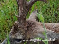 Bockjagd in Ostungarn