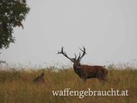 ROTHIRSCH JAGDPAKET IN SÜDWESTUNGARN