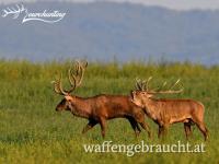 ROTHIRSCH JAGDPAKET IN SÜDWESTUNGARN