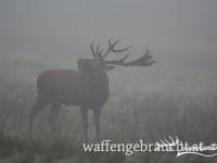 Rothirschjagd in Brunftzeit in Südostungarn